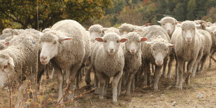 relocaliser en france - couverture de l'article - un troupeau de moutons mérinos