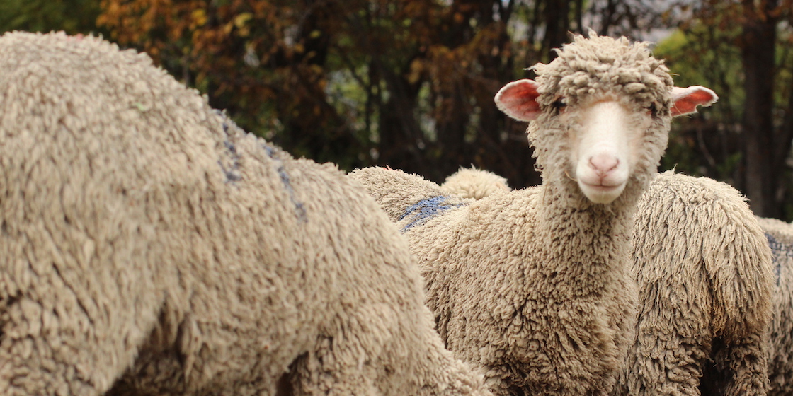 Jeune mouton mérinos d'Arles